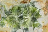 Radiating, Green Wavellite Crystal Aggregation - Arkansas #127129-1